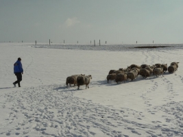 Ovčákův rok  - Únor