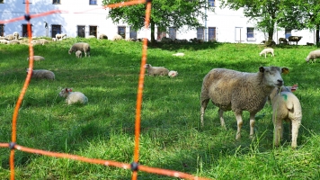 Ovce - chovatelské pomůcky I. Areály